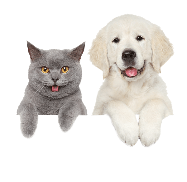 Check our pet care centers to get the best pet care services