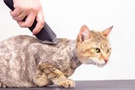 Cutting your cat's hair is a part of our Mobile Pet Grooming services