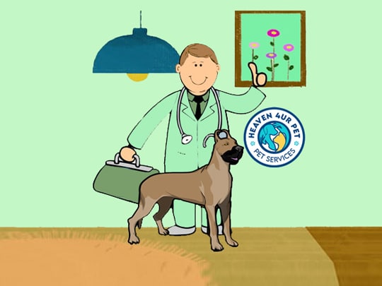 dog health insurance
