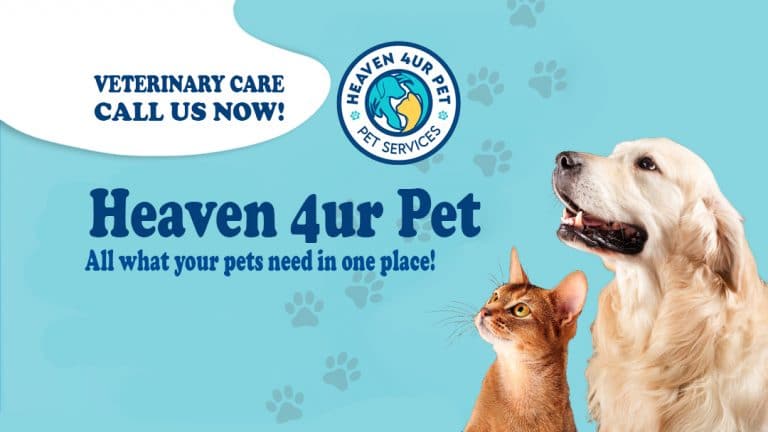 Dog Blood Work Cost Low Cost Blood Work For Dogs