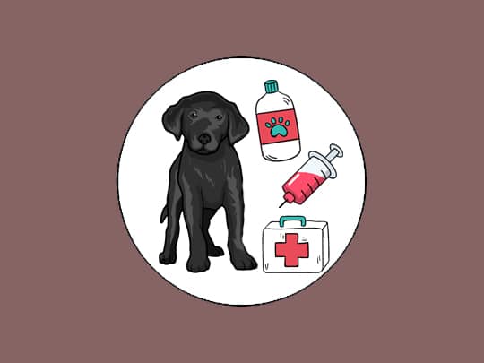 Veterinary Blood Test