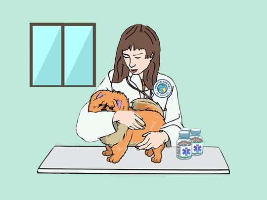 veterinary surgical specialists